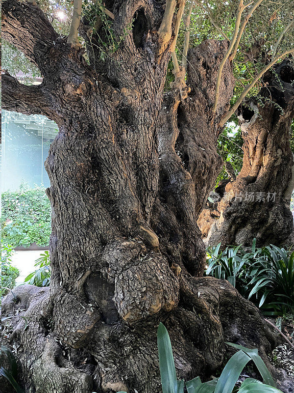两棵巨大的、古老的欧洲橄榄树(Olea europaea)的特写图片，扭曲的、多节的支撑，树干和根覆盖着绿色的地衣，聚焦于前景